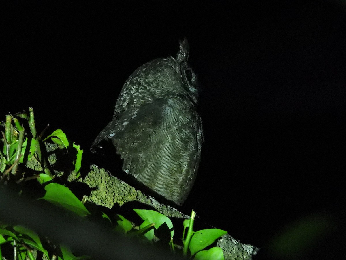 Grayish Eagle-Owl - ML644093359