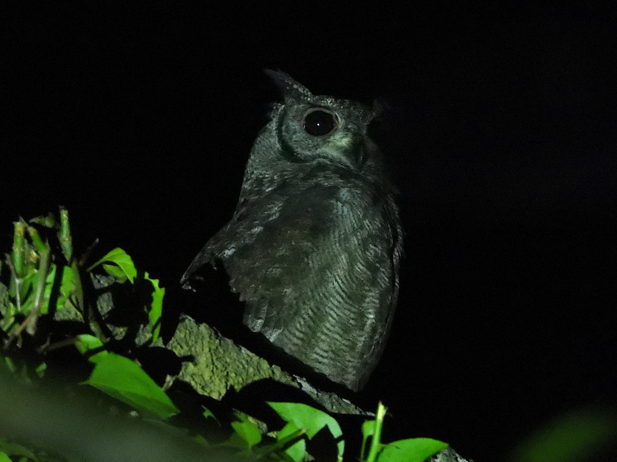 Grayish Eagle-Owl - ML644093360