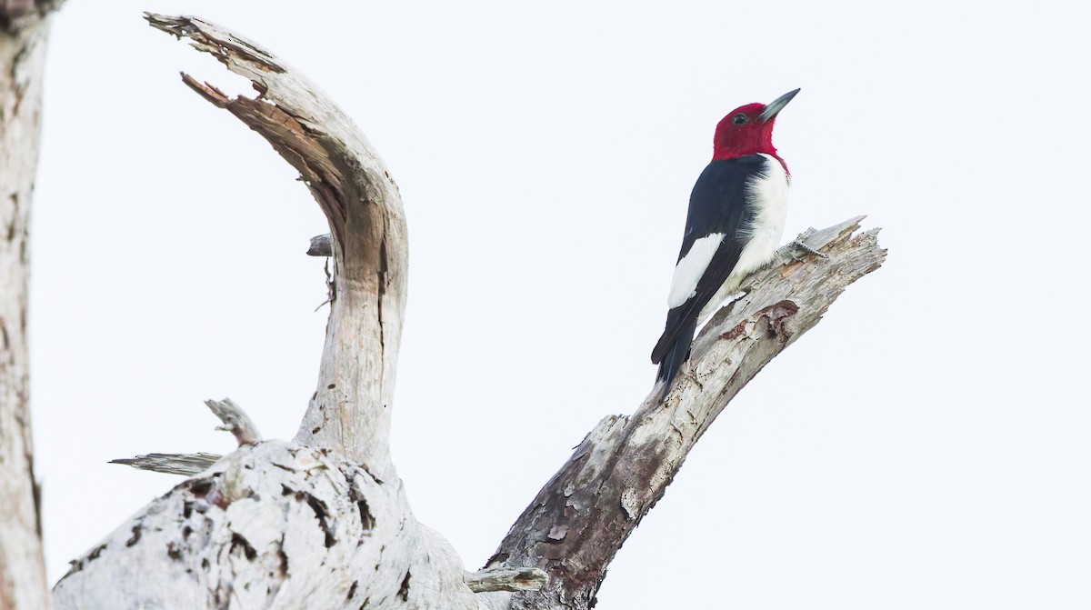 Red-headed Woodpecker - ML644093374