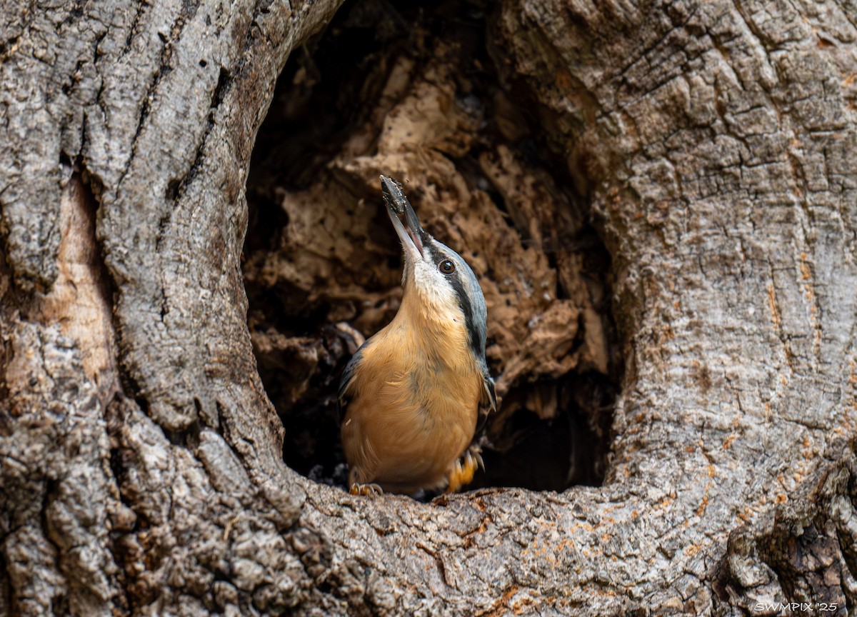 Garrapo eurasiarra - ML644093384