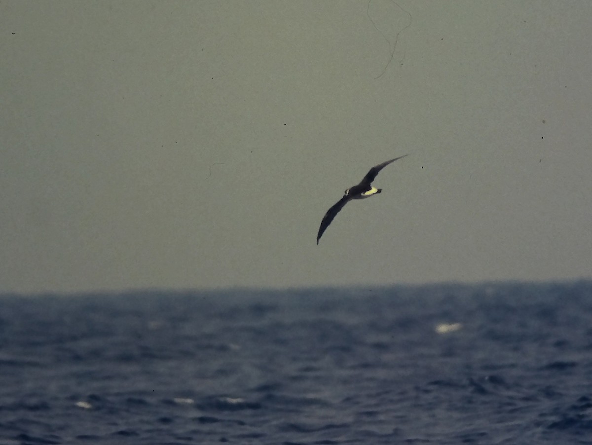 Petrel Antillano - ML644093387