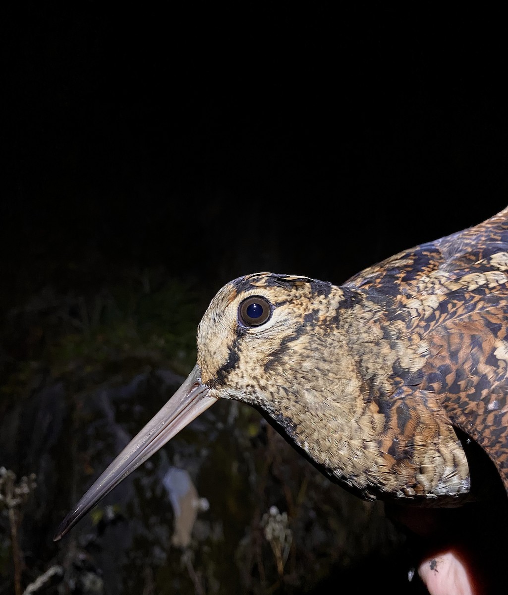 Eurasian Woodcock - ML644093406