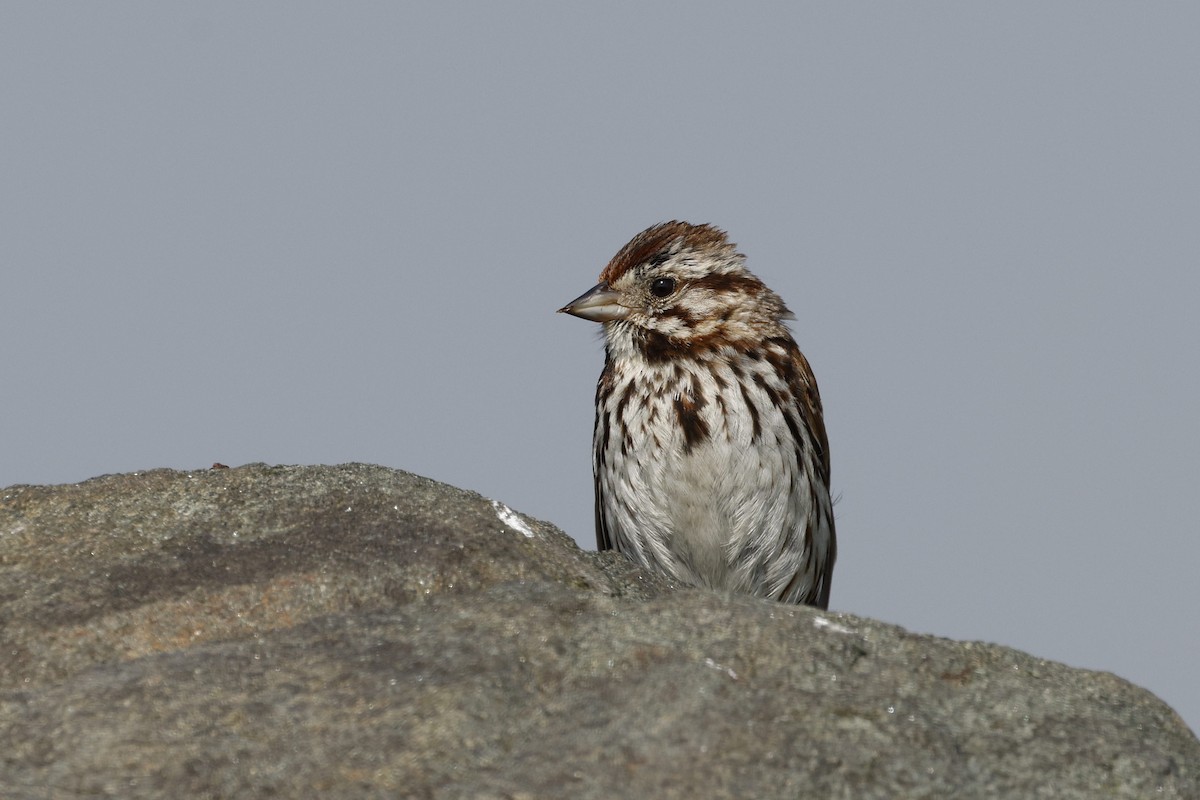 Song Sparrow - ML644093419