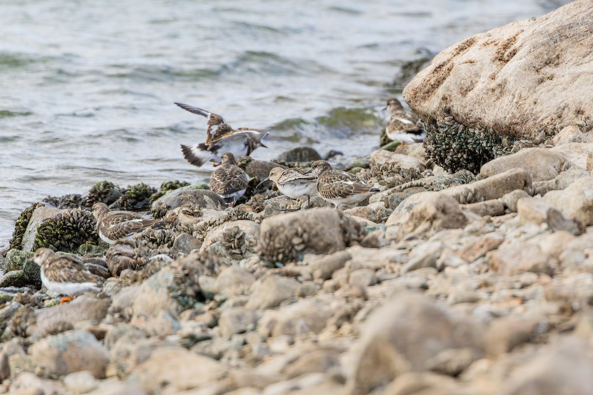 Ruddy Turnstone - ML644093423