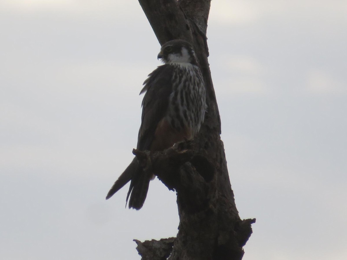 Eurasian Hobby - ML644093436