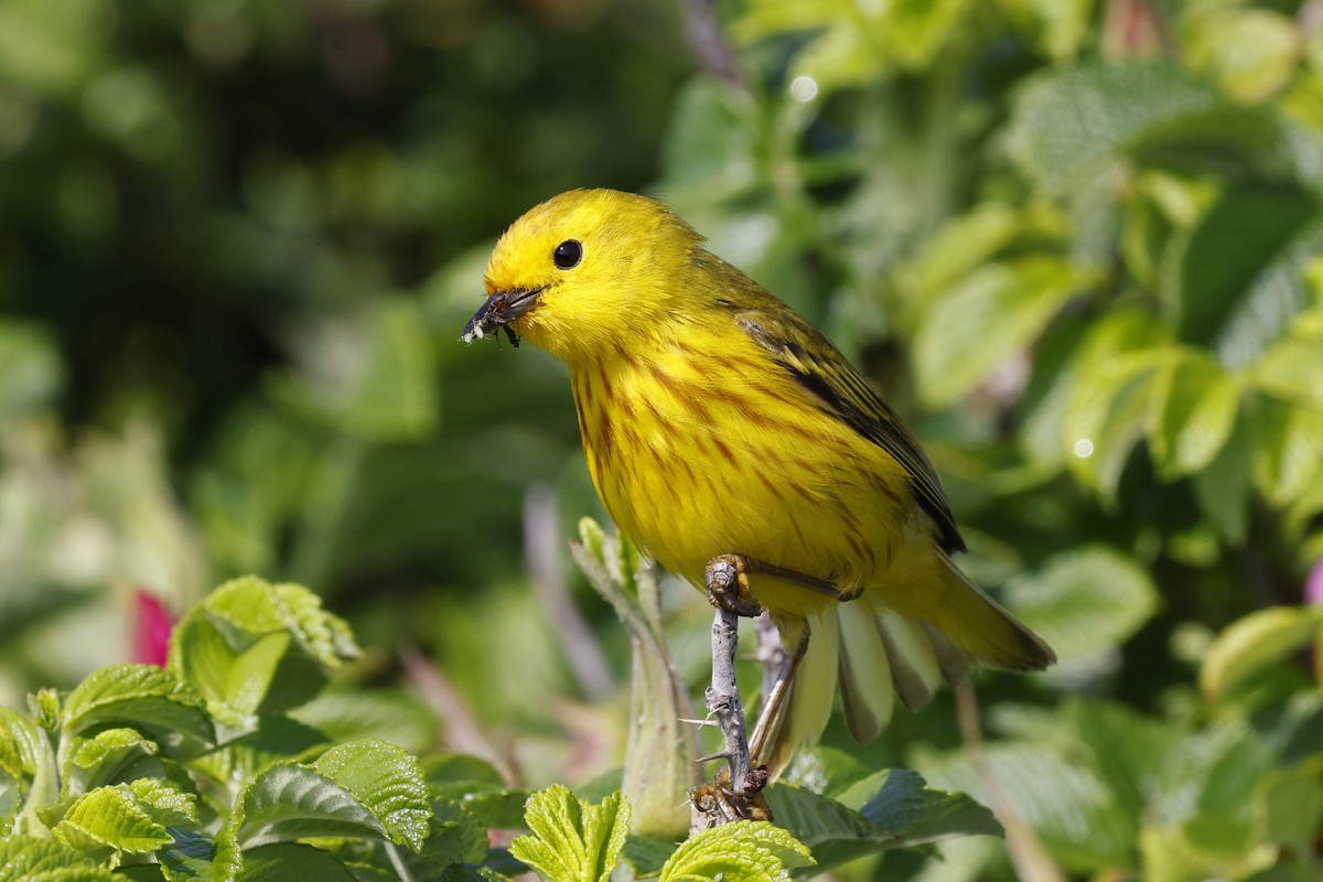 Yellow Warbler (Northern) - ML644093438