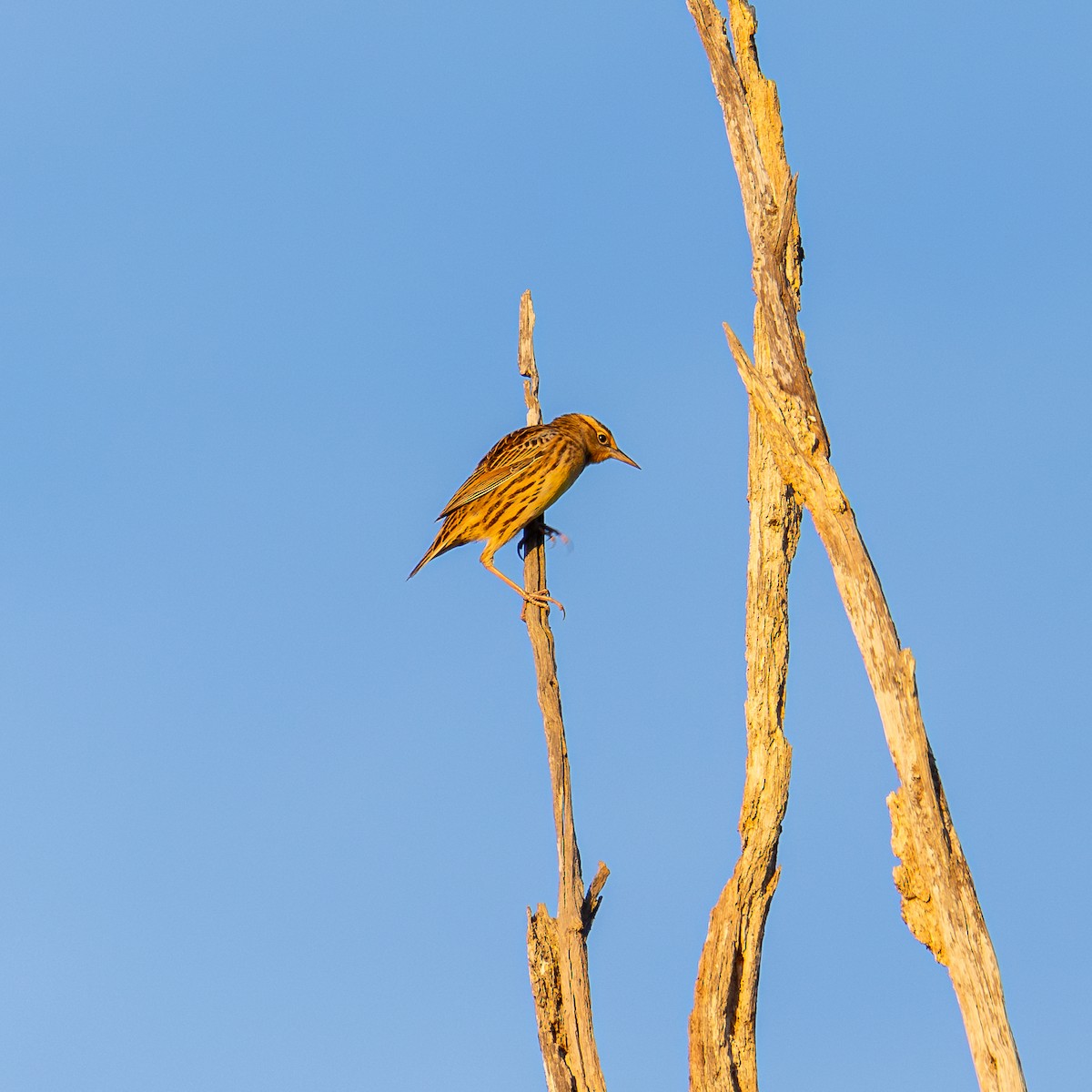 Eastern Meadowlark - ML644093457