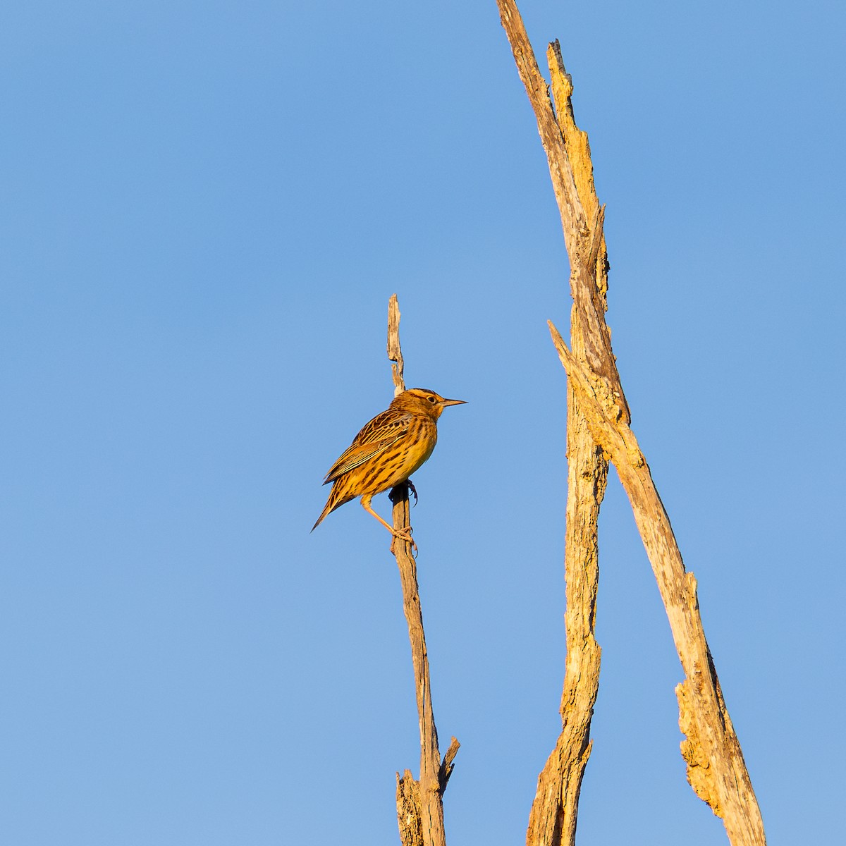Eastern Meadowlark - ML644093458