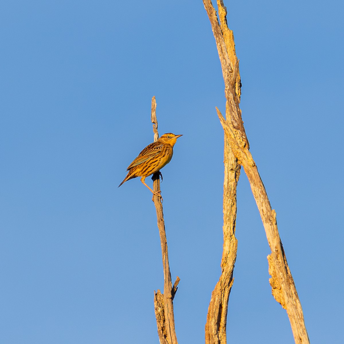 Eastern Meadowlark - ML644093459