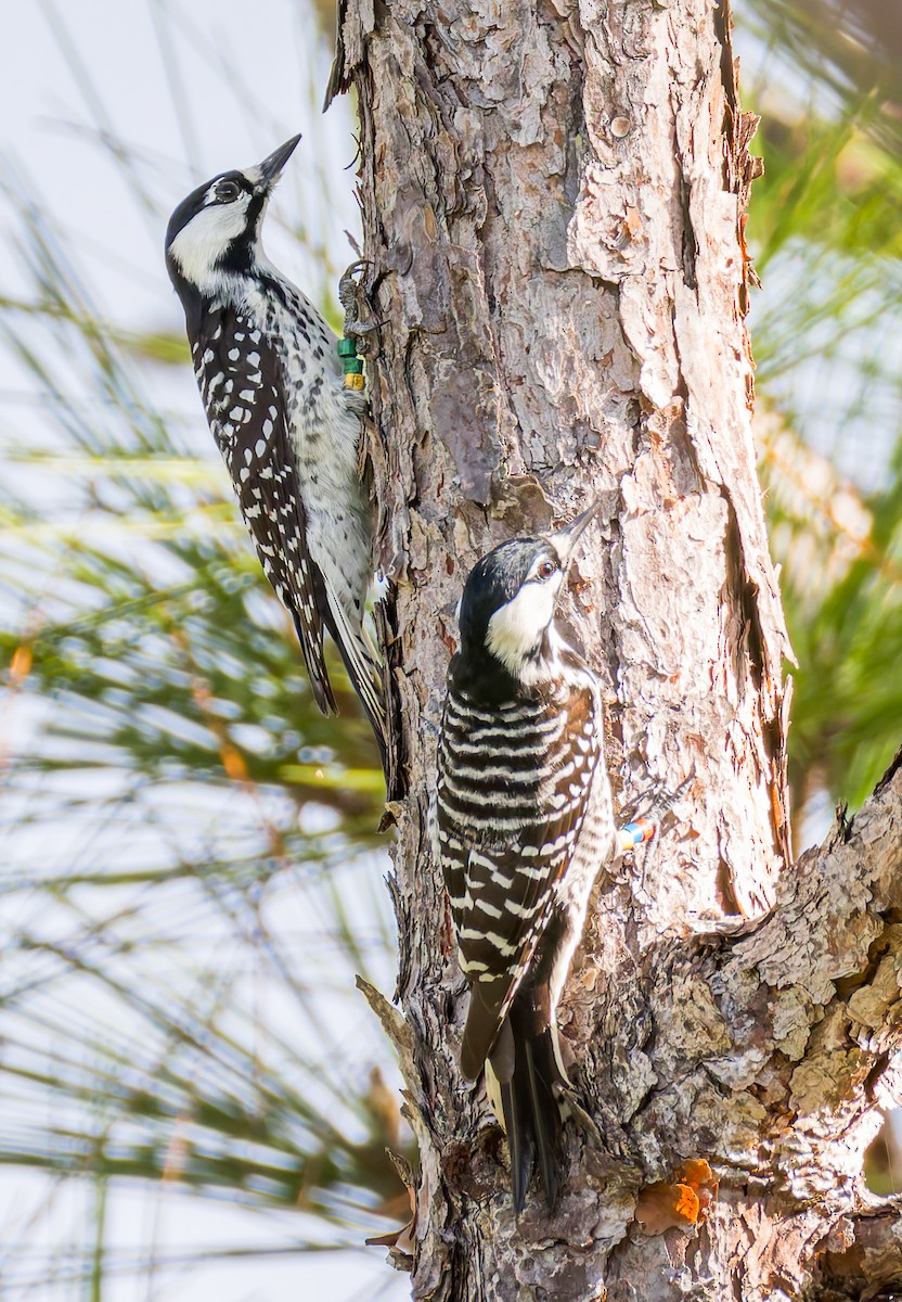 Red-cockaded Woodpecker - ML644093462