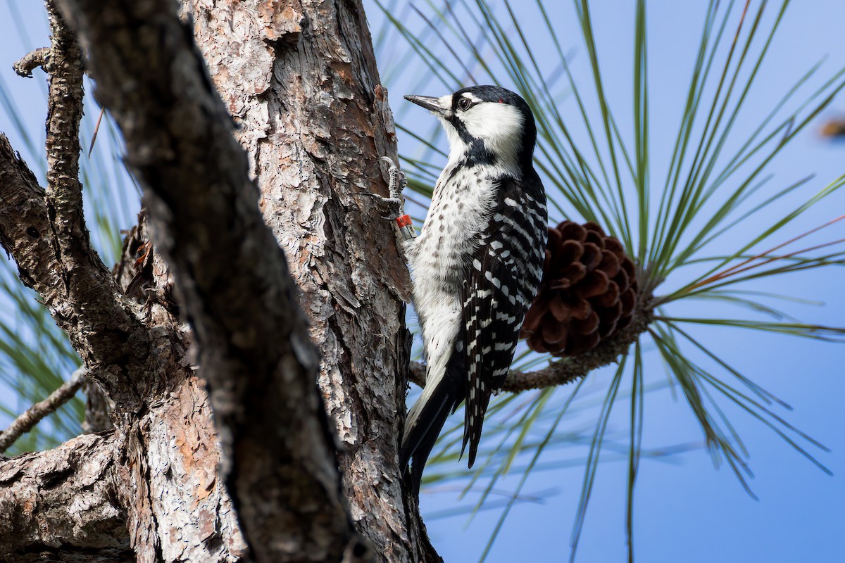 Red-cockaded Woodpecker - ML644093463