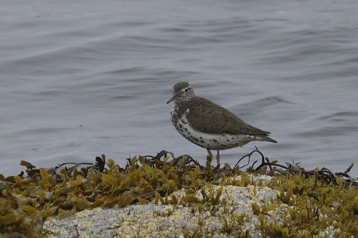 Spotted Sandpiper - ML644093486