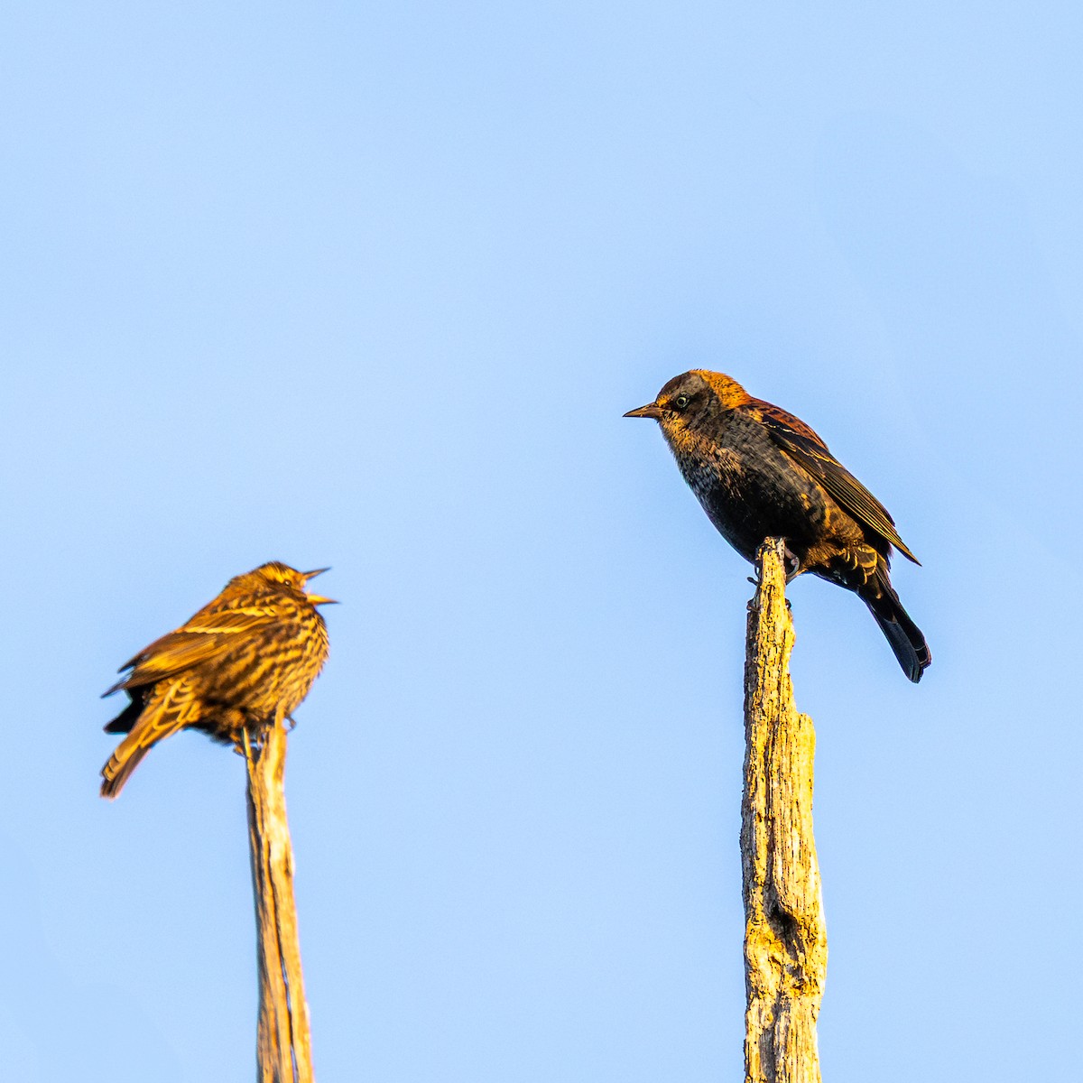 Rusty Blackbird - ML644093498