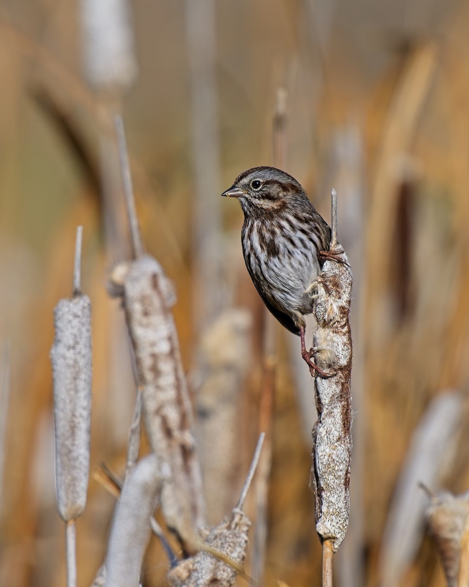 Song Sparrow - ML644093499