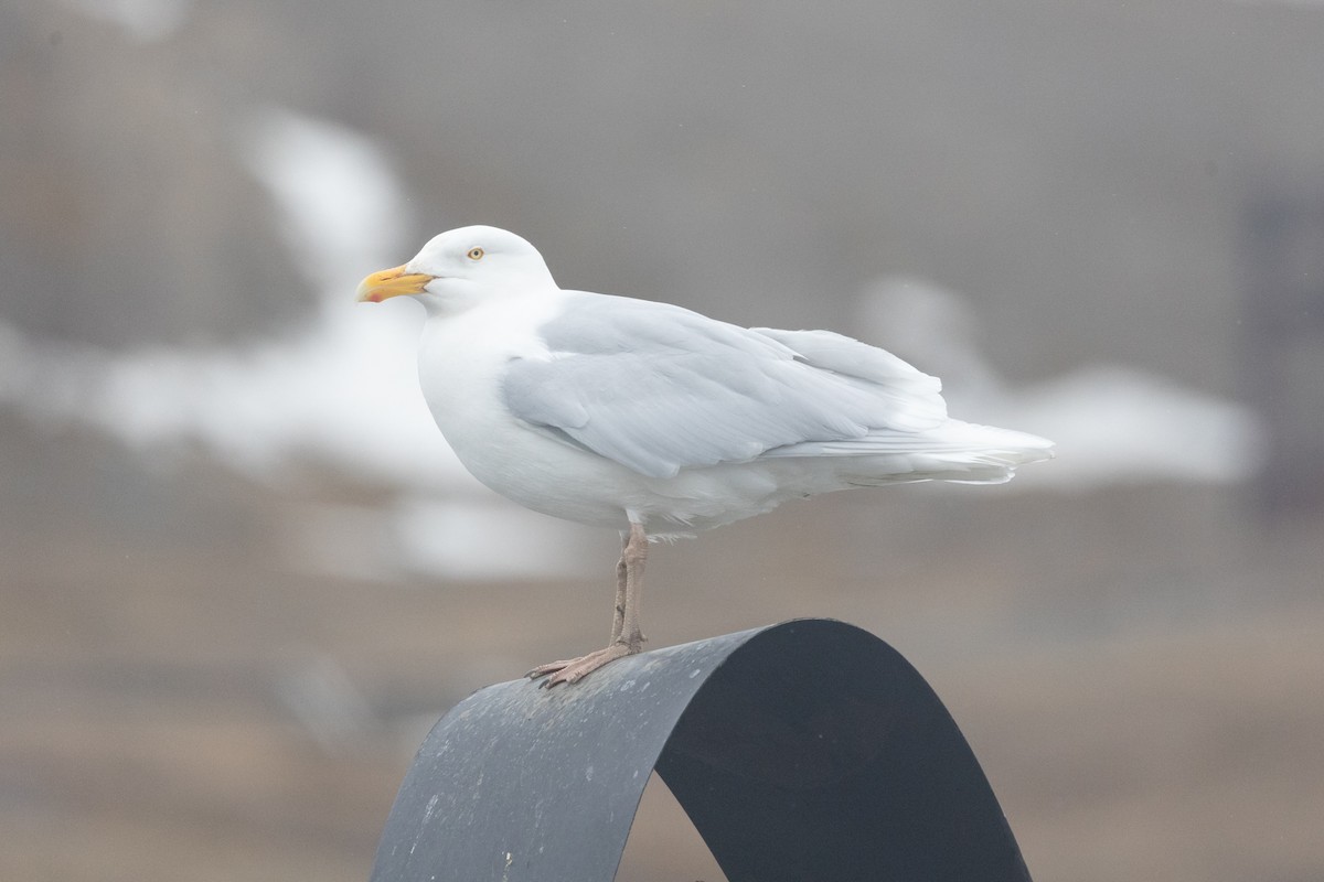 Ipar-kaioa - ML644093505