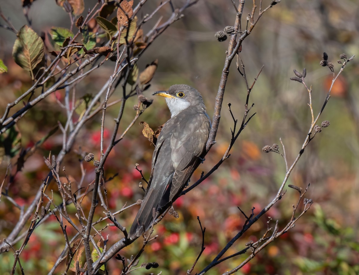 Yellow-billed Cuckoo - ML644093513