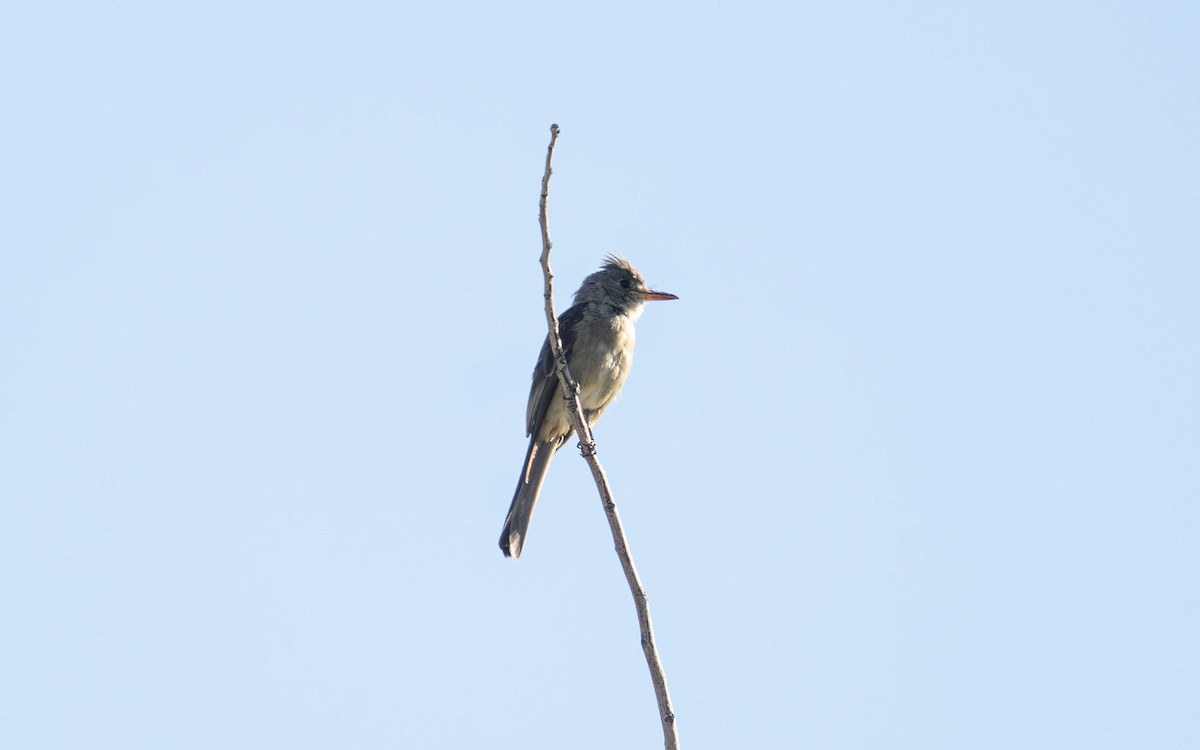 Greater Pewee - ML644093521