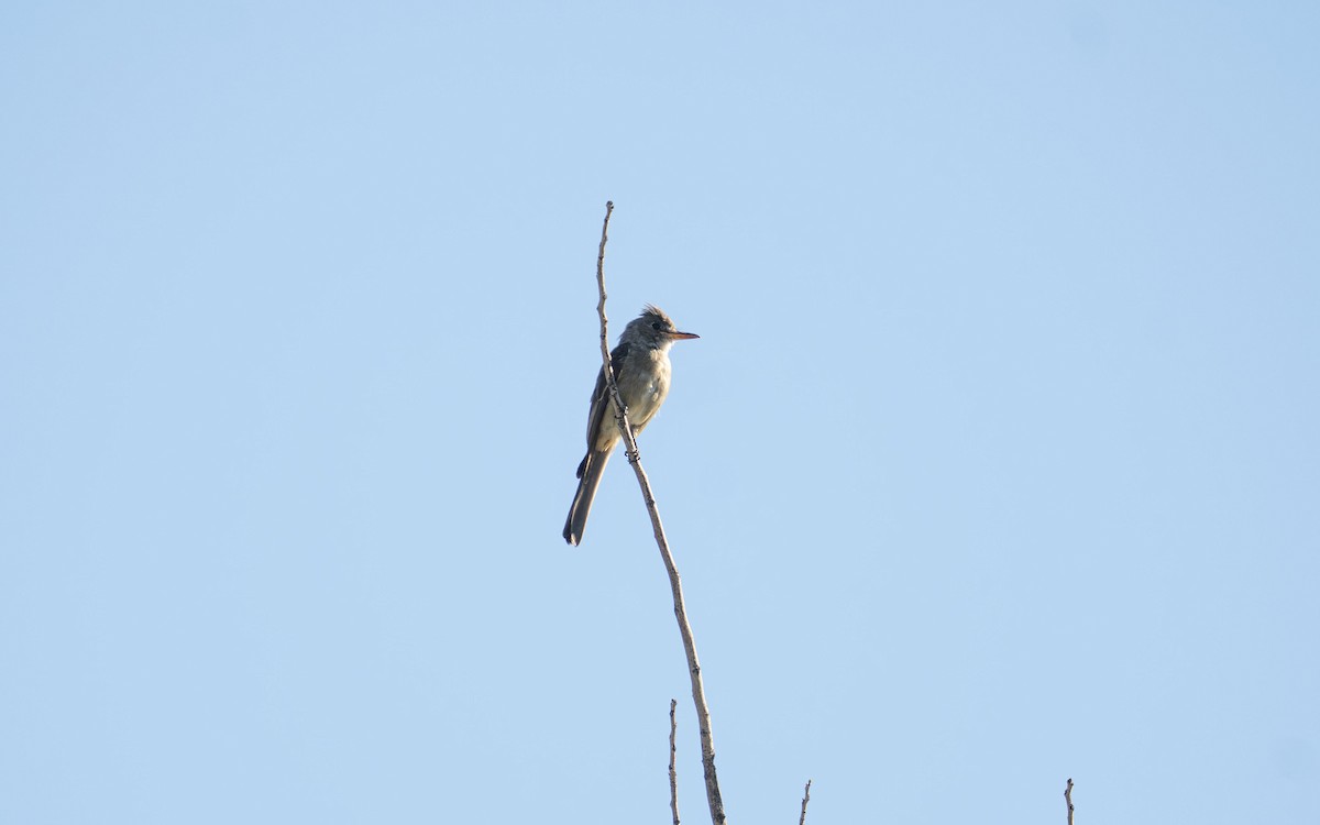 Greater Pewee - ML644093522