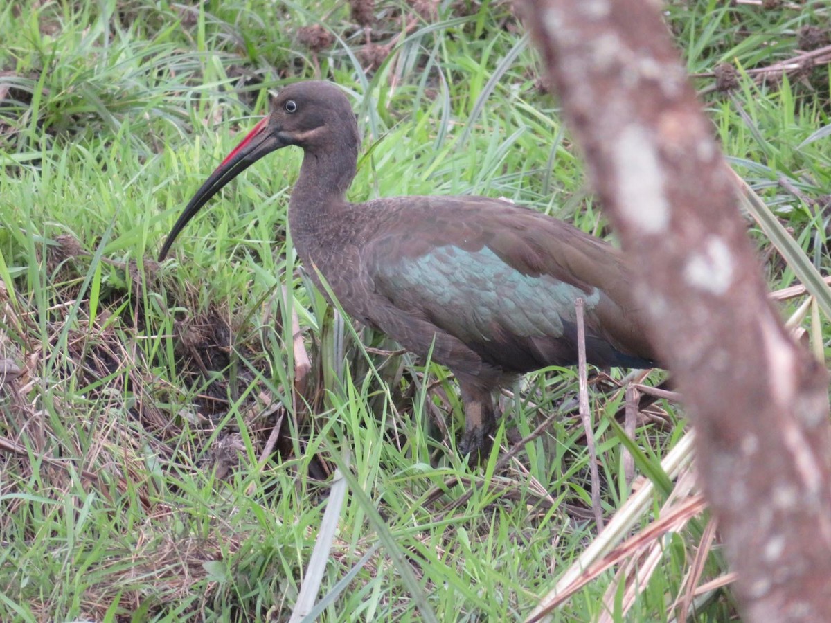 Ibis hagedash - ML644093525