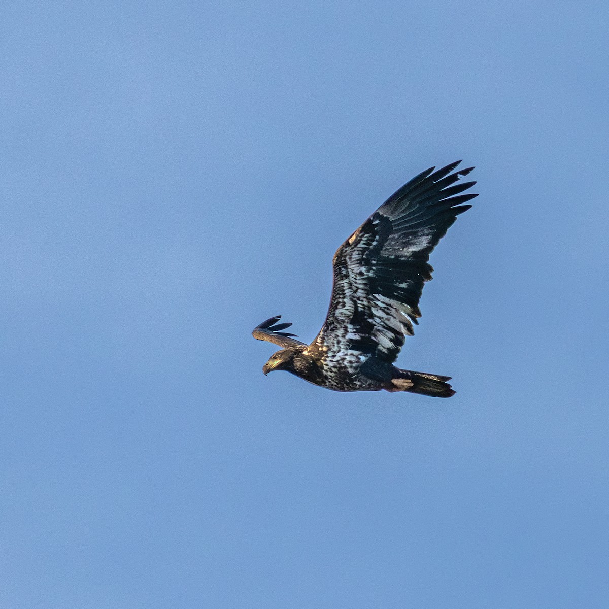 Bald Eagle - ML644093528