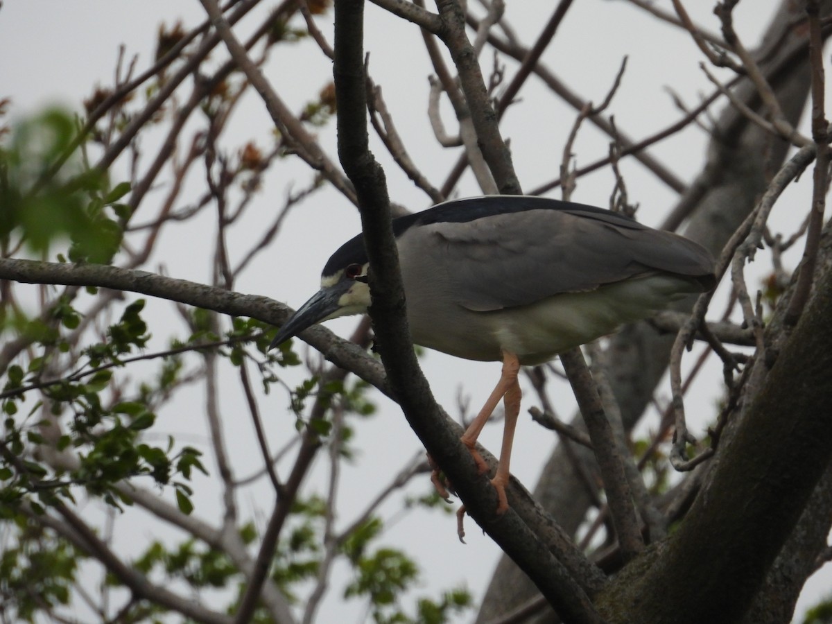Black-crowned Night Heron - ML644093532