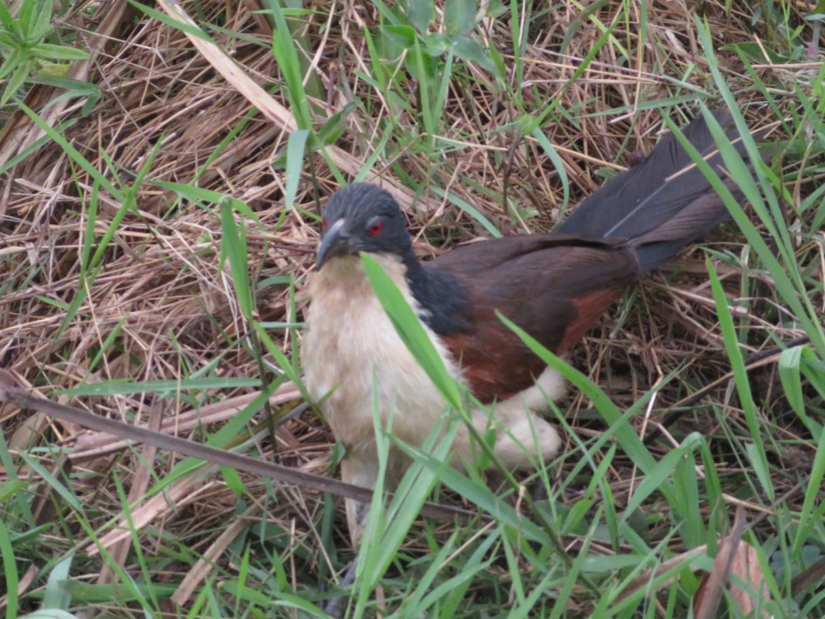 Blue-headed Coucal - ML644093587