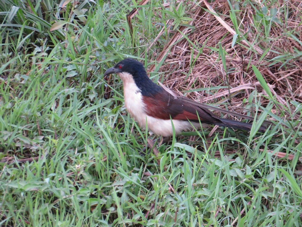 Blue-headed Coucal - ML644093588