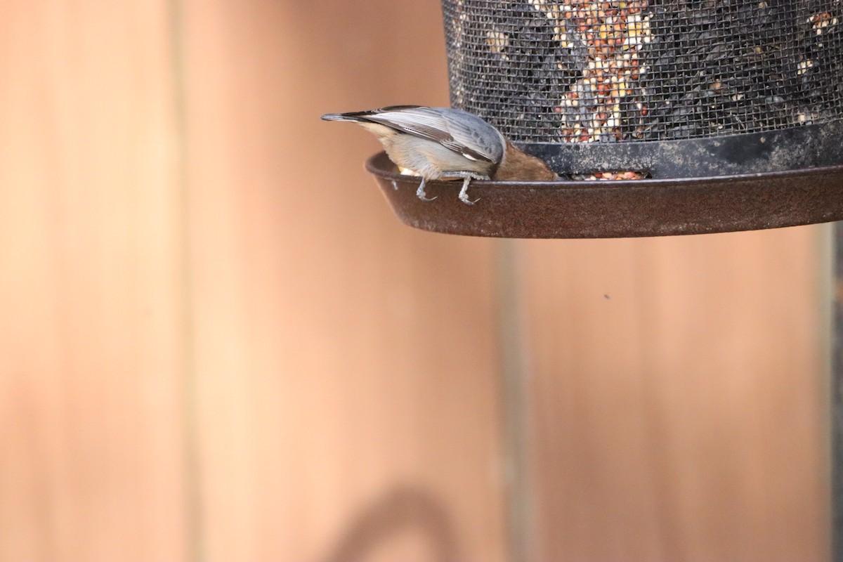 Brown-headed Nuthatch - ML644093612