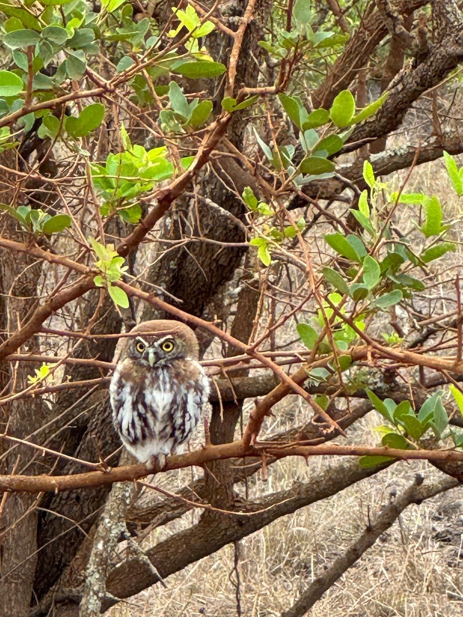 Pearl-spotted Owlet - ML644093615