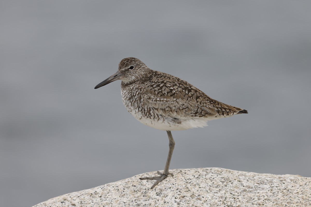 Willet - ML644093618