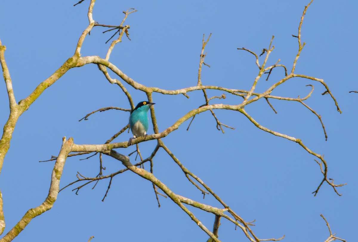 Black-faced Dacnis - ML644093622