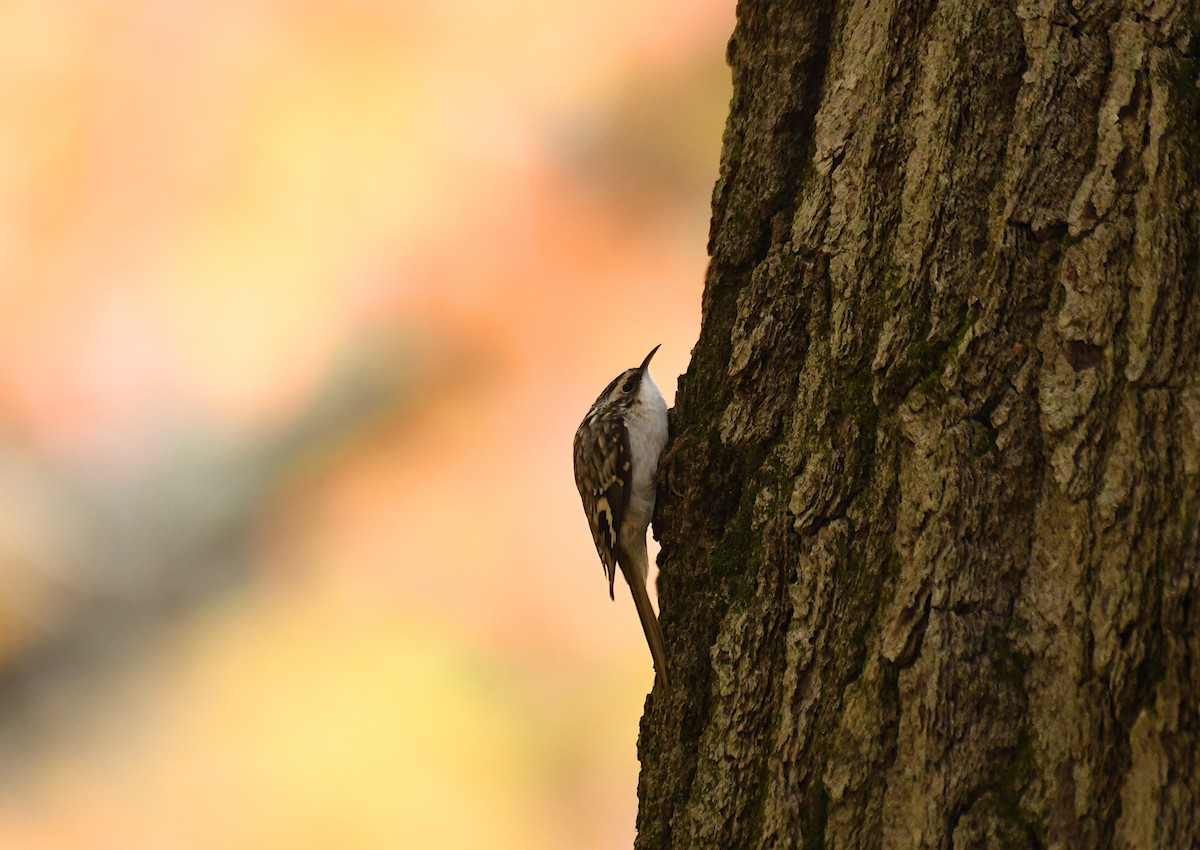 Brown Creeper - ML644093633