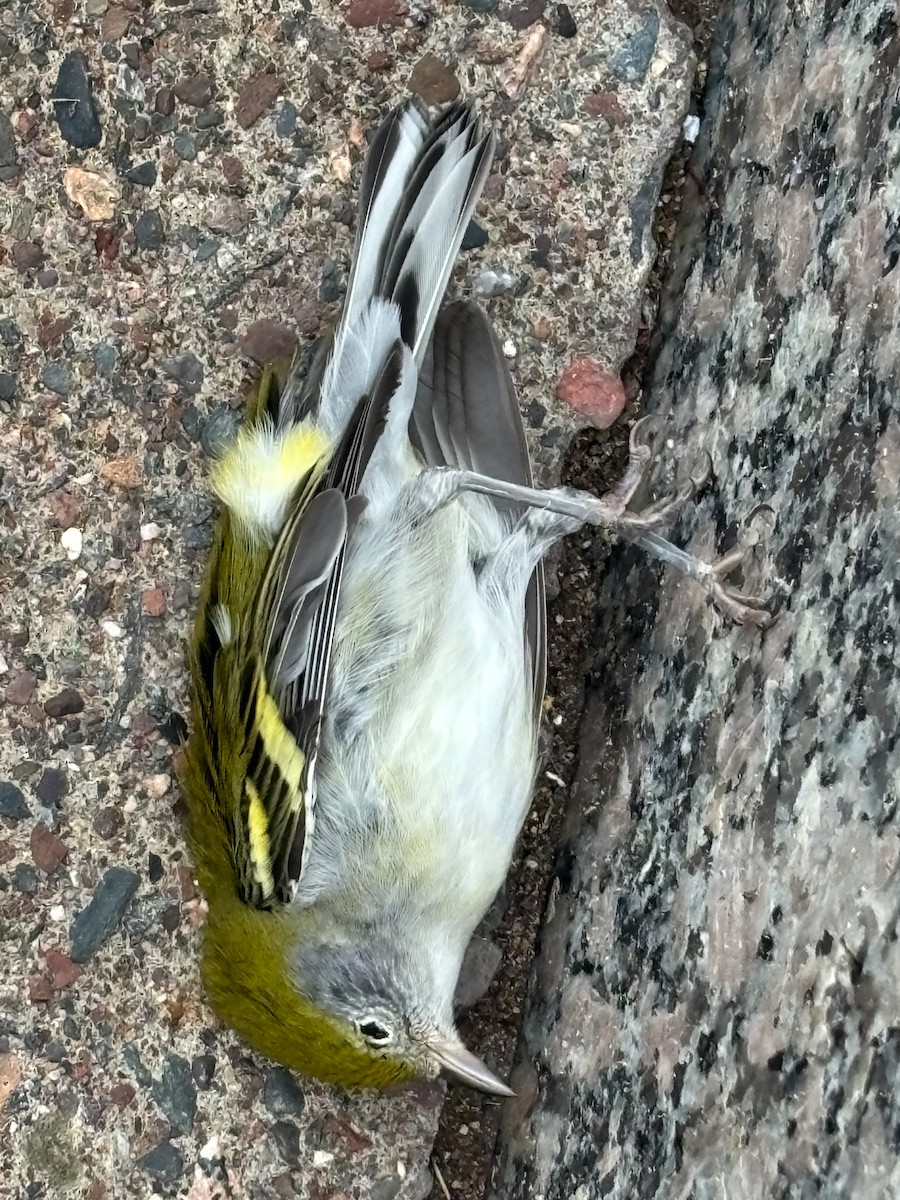 Chestnut-sided Warbler - ML644093637