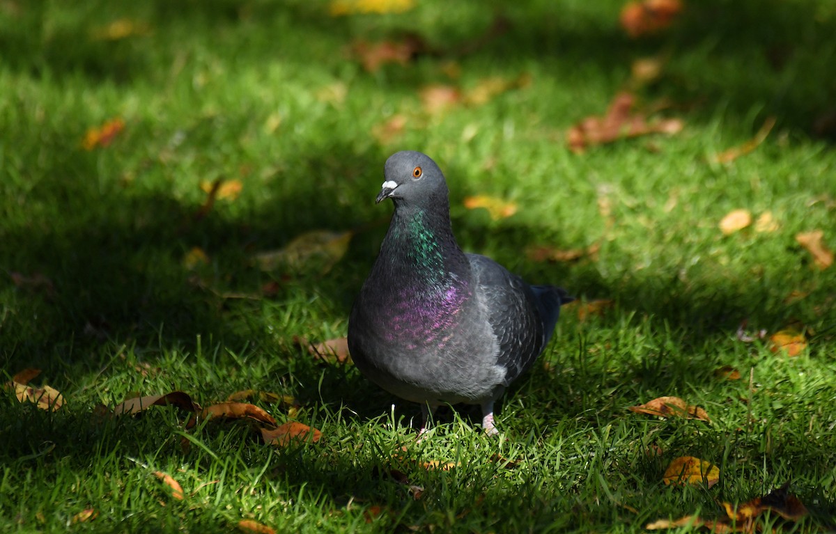 Rock Pigeon (Feral Pigeon) - ML644093653