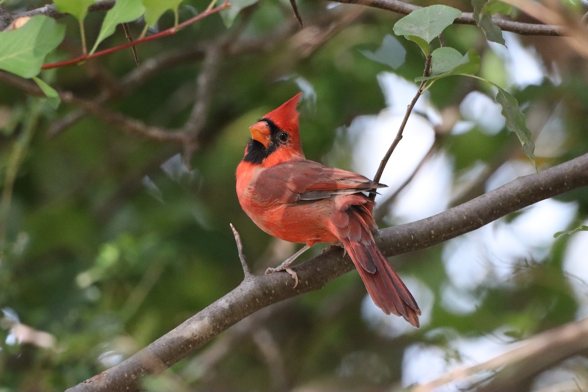 Cardinal rouge - ML644093658