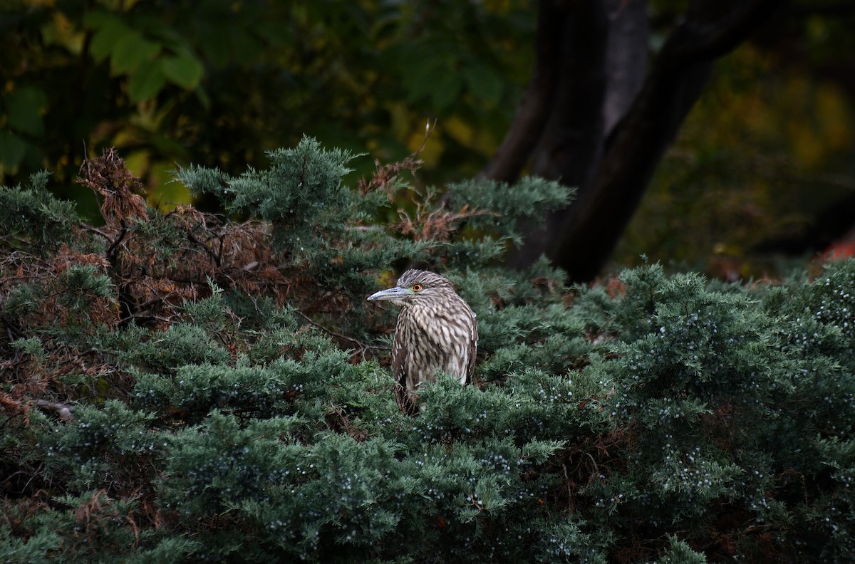 Black-crowned Night Heron - ML644093661