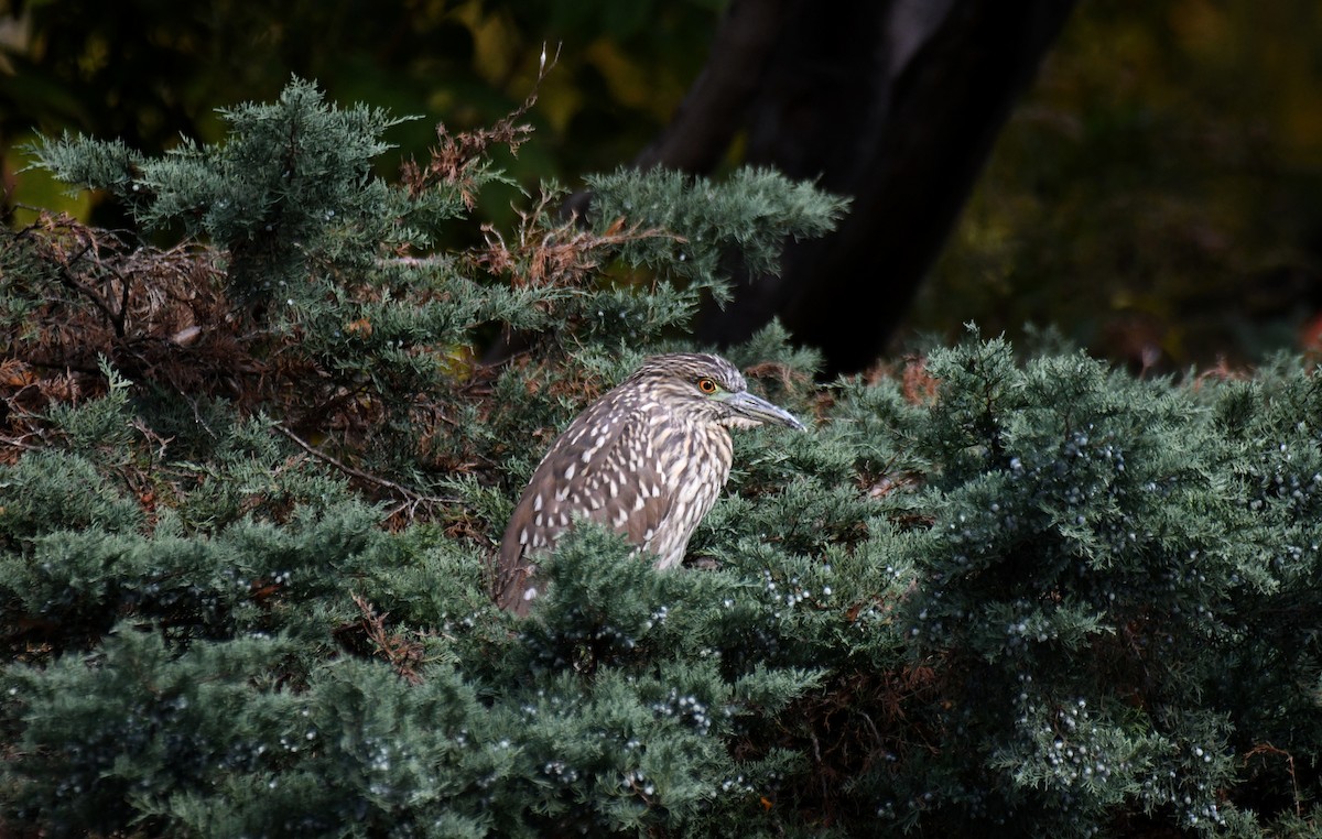 Black-crowned Night Heron - ML644093667