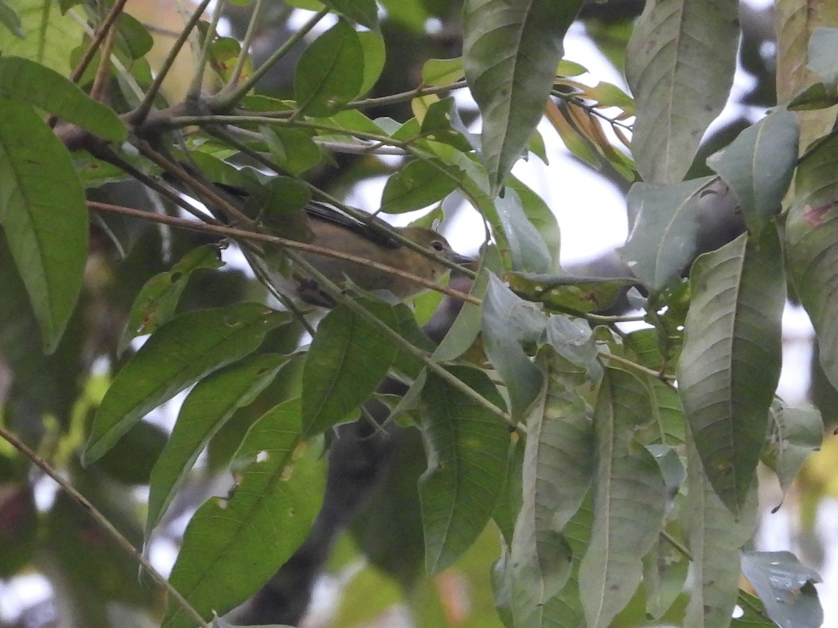 Bay-breasted Warbler - ML644093669
