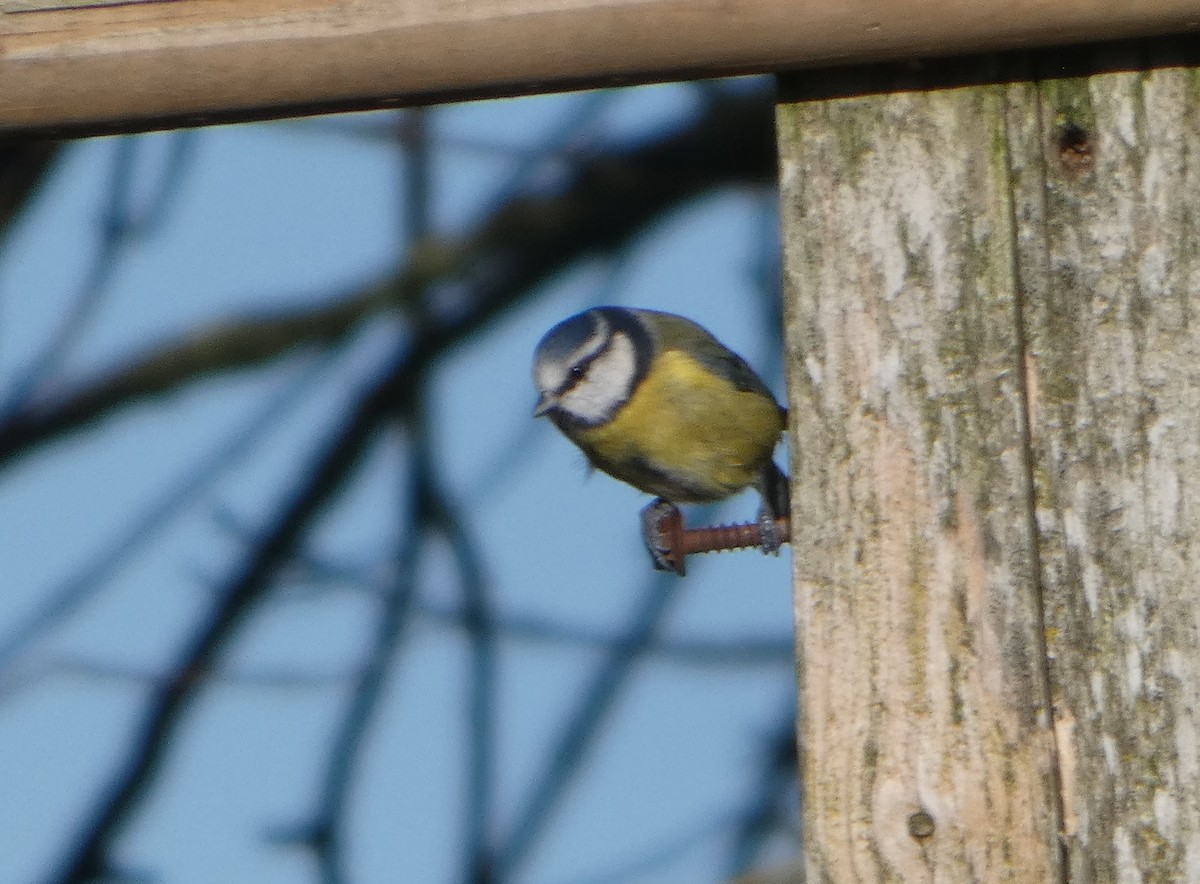 Eurasian Blue Tit - ML644093686