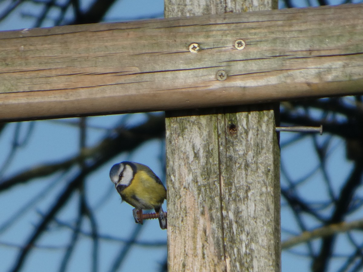 Eurasian Blue Tit - ML644093688