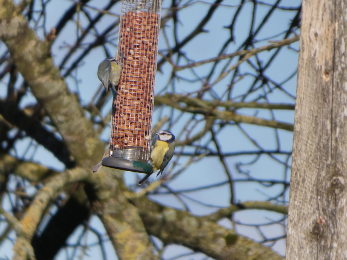 Eurasian Blue Tit - ML644093689