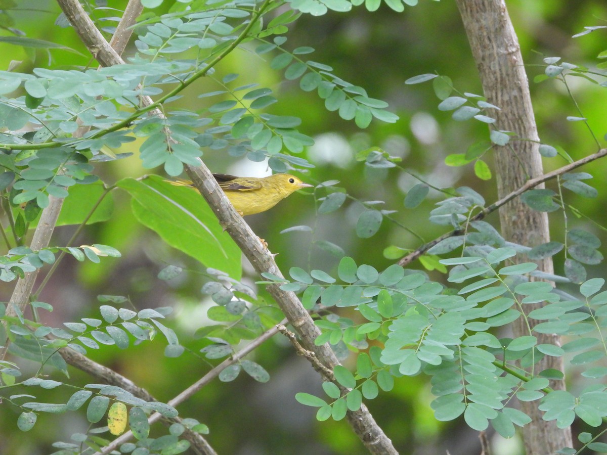 Yellow Warbler - ML644093780