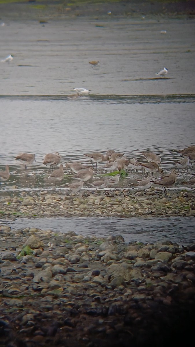 Red Knot - ML644093815