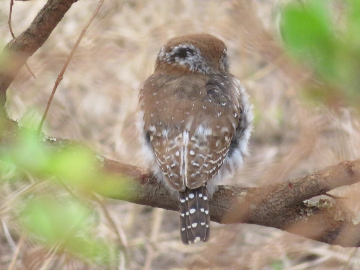 Pearl-spotted Owlet - ML644093839