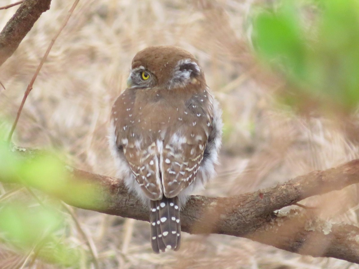 Pearl-spotted Owlet - ML644093840