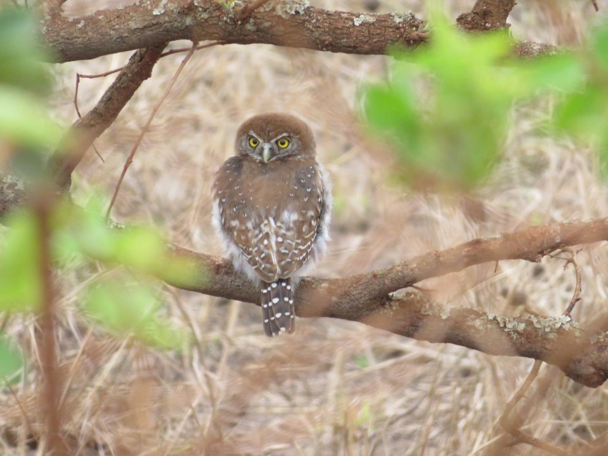Pearl-spotted Owlet - ML644093841
