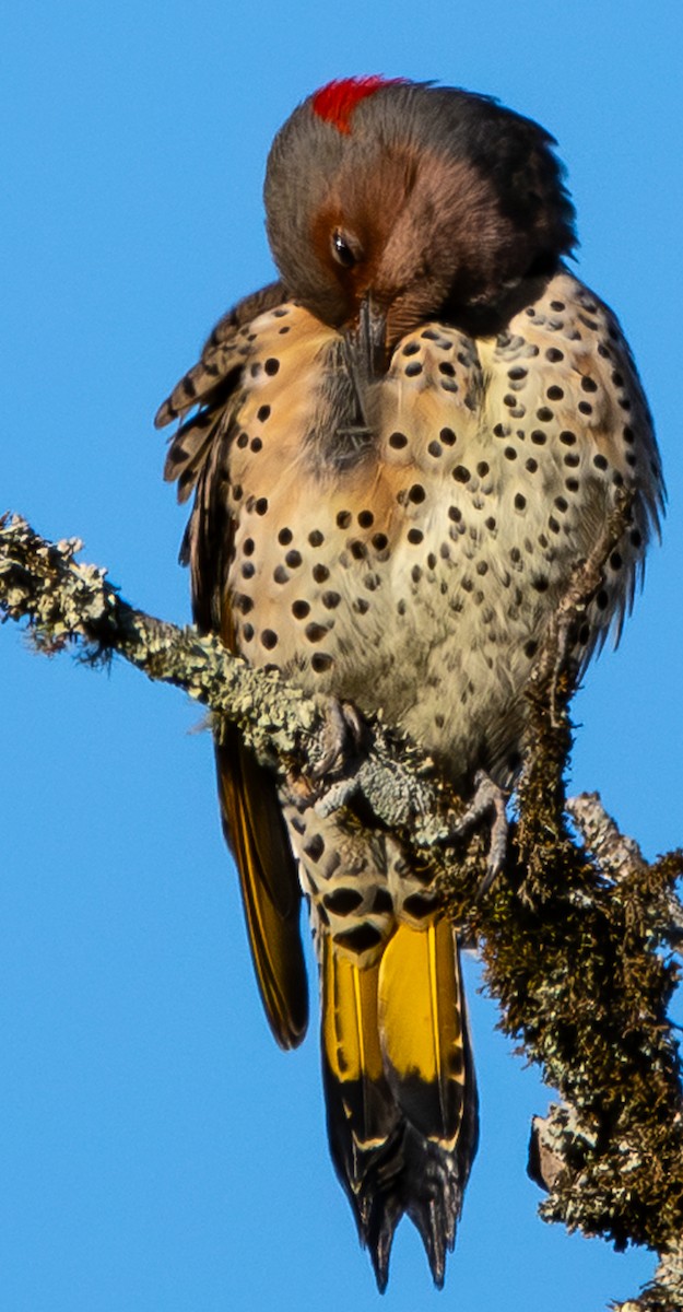 Northern Flicker (Yellow-shafted) - ML644093842