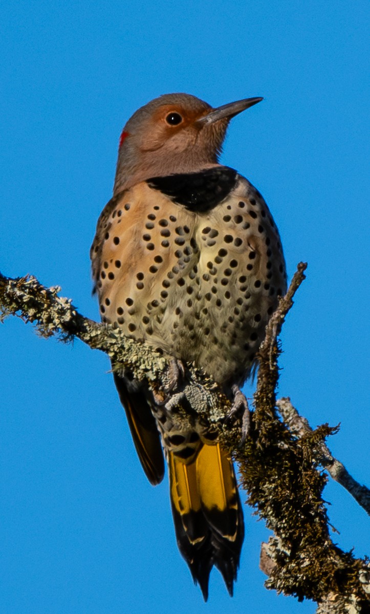 Northern Flicker (Yellow-shafted) - ML644093843