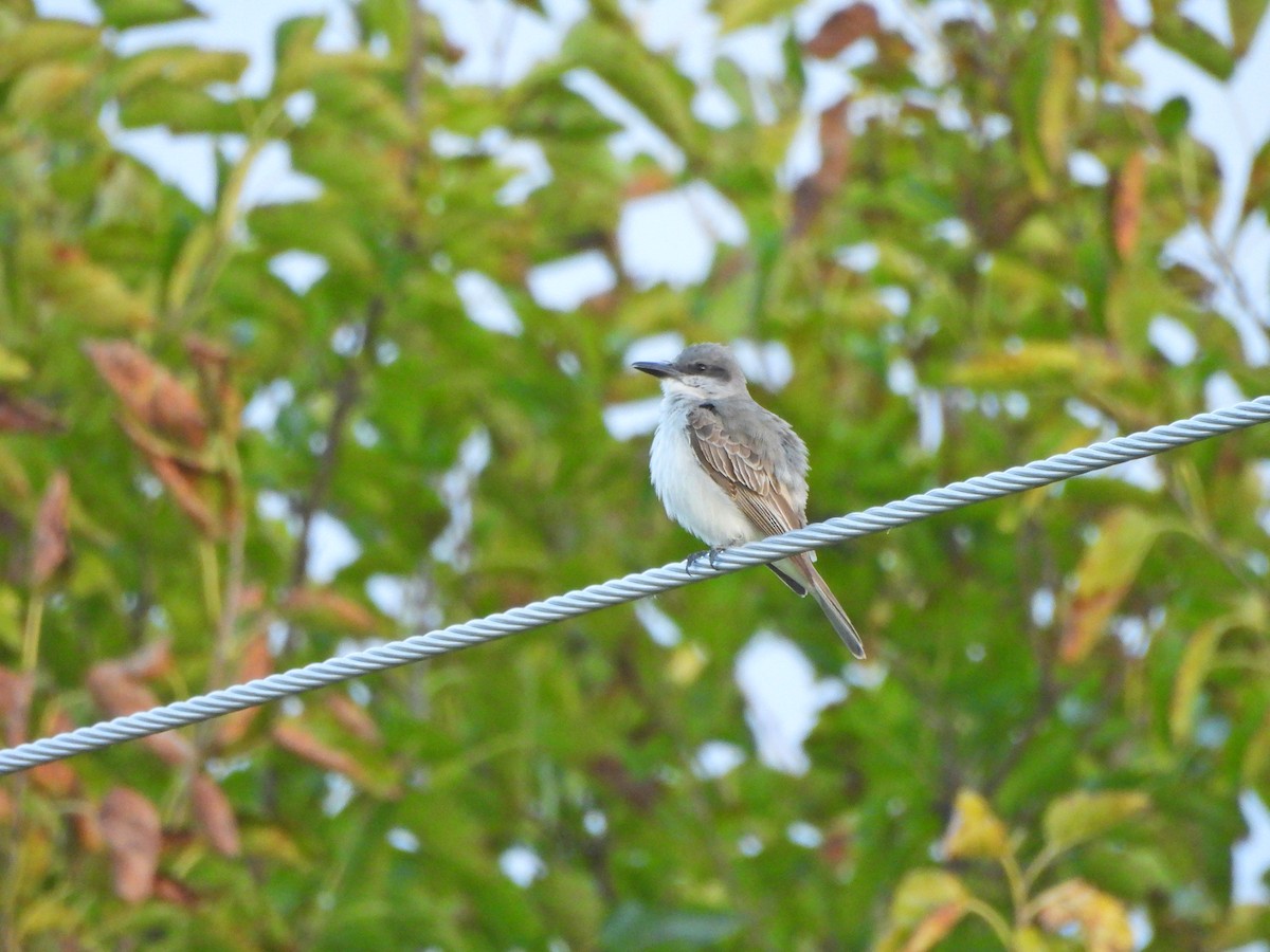 Gray Kingbird - ML644093904