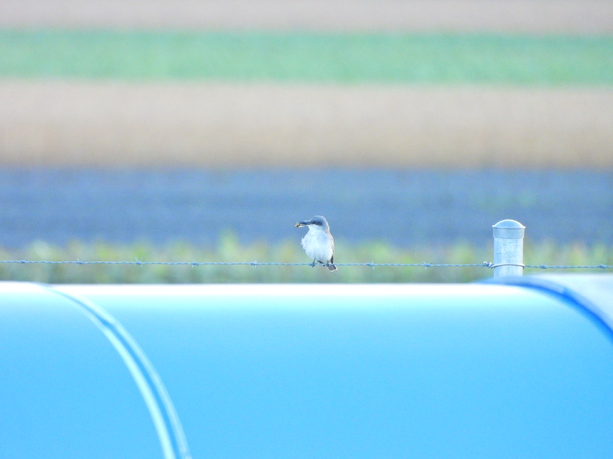 Gray Kingbird - ML644093914